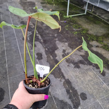 Load image into Gallery viewer, #104 Philodendron Gloriosum