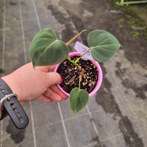 #75 Philodendron Lupinum