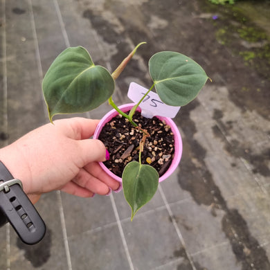 #75 Philodendron Lupinum