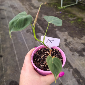 #75 Philodendron Lupinum