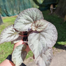 Load image into Gallery viewer, #100 Begonia unknown