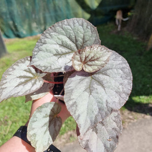 #100 Begonia unknown