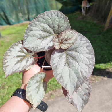 #100 Begonia unknown