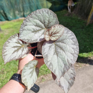 #100 Begonia unknown