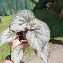 Load image into Gallery viewer, #100 Begonia unknown