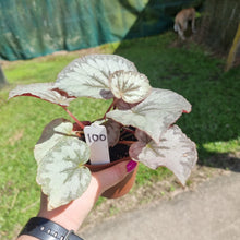 Load image into Gallery viewer, #100 Begonia unknown