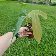 Load image into Gallery viewer, #97 Anthurium Truncicola