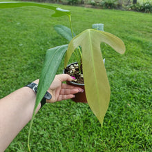 Load image into Gallery viewer, #97 Anthurium Truncicola