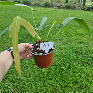 #97 Anthurium Truncicola