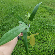 Load image into Gallery viewer, #97 Anthurium Truncicola