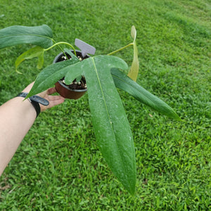 #97 Anthurium Truncicola