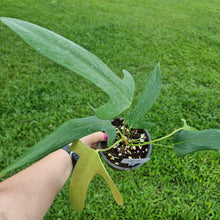 Load image into Gallery viewer, #97 Anthurium Truncicola