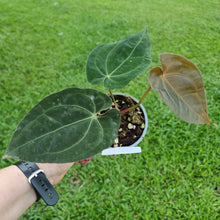 Load image into Gallery viewer, #105 Anthurium Hoffmanii x