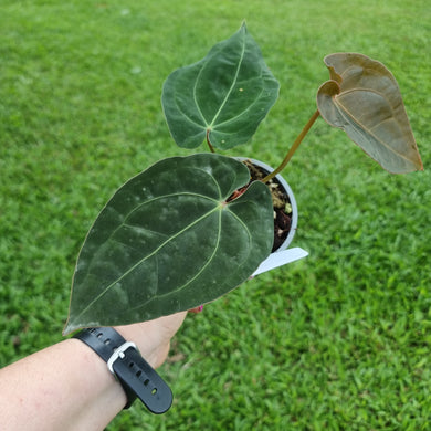 #105 Anthurium Hoffmanii x