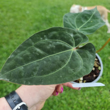 Load image into Gallery viewer, #105 Anthurium Hoffmanii x