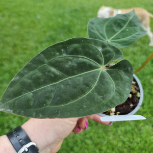 #105 Anthurium Hoffmanii x