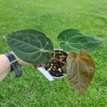 Load image into Gallery viewer, #105 Anthurium Hoffmanii x