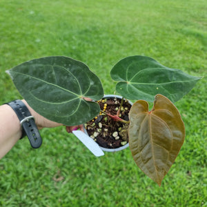 #105 Anthurium Hoffmanii x