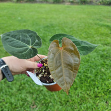 Load image into Gallery viewer, #105 Anthurium Hoffmanii x