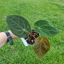 Load image into Gallery viewer, #105 Anthurium Hoffmanii x
