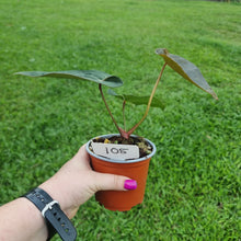 Load image into Gallery viewer, #105 Anthurium Hoffmanii x