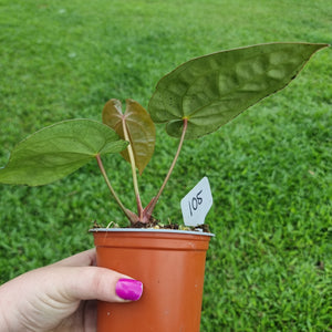 #105 Anthurium Hoffmanii x