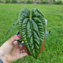 Load image into Gallery viewer, #77 Anthurium Luxurians