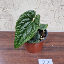 Load image into Gallery viewer, #77 Anthurium Luxurians