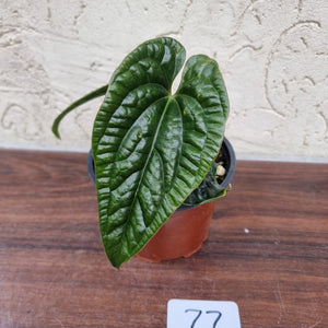 #77 Anthurium Luxurians