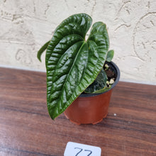 Load image into Gallery viewer, #77 Anthurium Luxurians