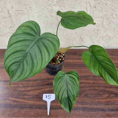 #15 Philodendron Tenue x Plowmanii
