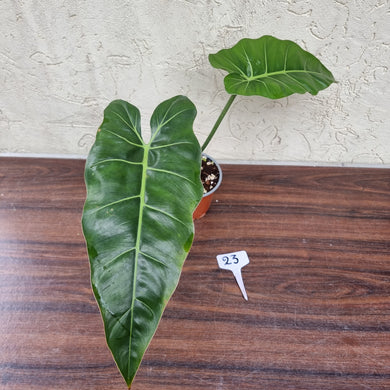 #23 Philodendron Maximum