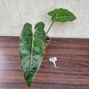 #23 Philodendron Maximum