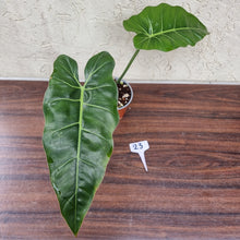 Load image into Gallery viewer, #23 Philodendron Maximum