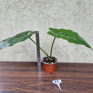 #23 Philodendron Maximum