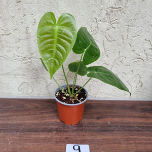 #9 Anthurium Veitchii - Wide Form