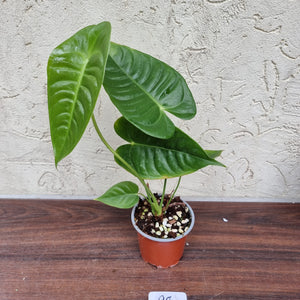 #98 Anthurium Veitchii - Wide Form