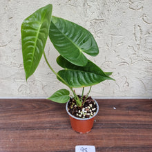 Load image into Gallery viewer, #98 Anthurium Veitchii - Wide Form