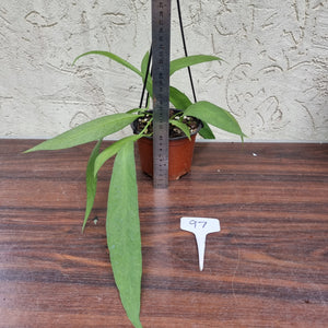 #97 Anthurium Vittarifolium