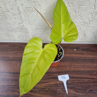 #95 Philodendron Golden Erubescens