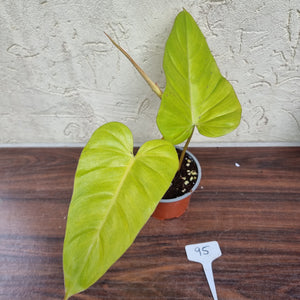 #95 Philodendron Golden Erubescens