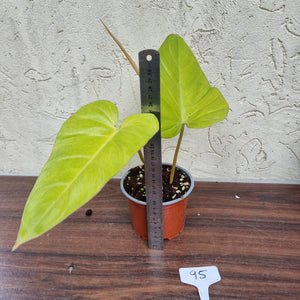 #95 Philodendron Golden Erubescens