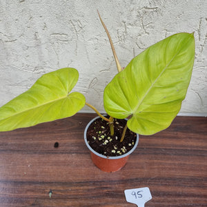 #95 Philodendron Golden Erubescens