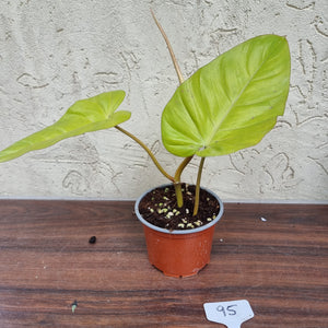 #95 Philodendron Golden Erubescens