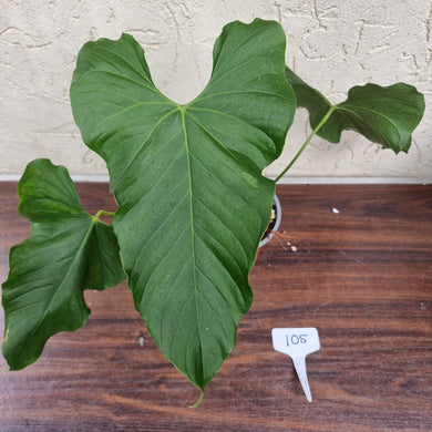 #105 Anthurium Balaoanum