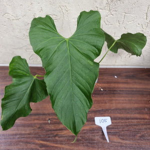 #105 Anthurium Balaoanum