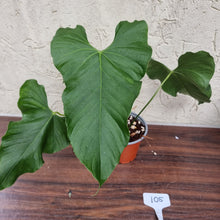 Load image into Gallery viewer, #105 Anthurium Balaoanum