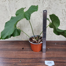 Load image into Gallery viewer, #105 Anthurium Balaoanum