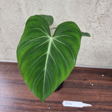#154 Philodendron Gloriosum