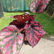 Load image into Gallery viewer, #141 Begonia unknown